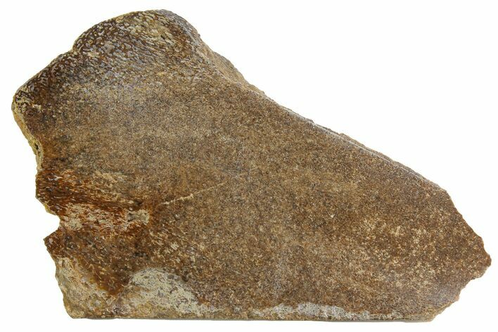2.9" Polished Pliosaur (Liopleurodon) Bone - England